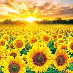 Meet your Posher, Sun